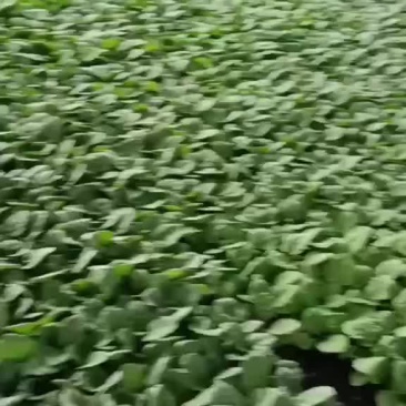 常年供应茄子苗