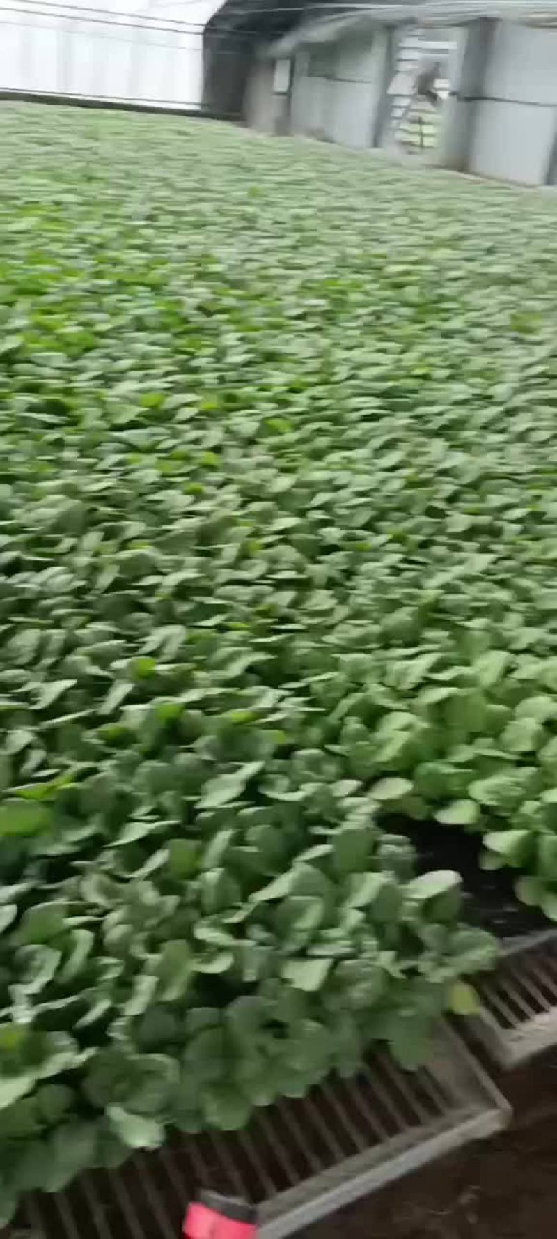 常年供应茄子苗