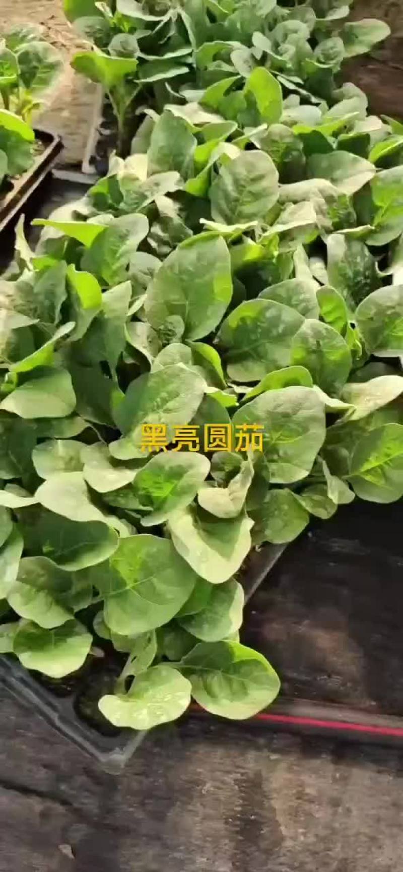 常年供应茄子苗