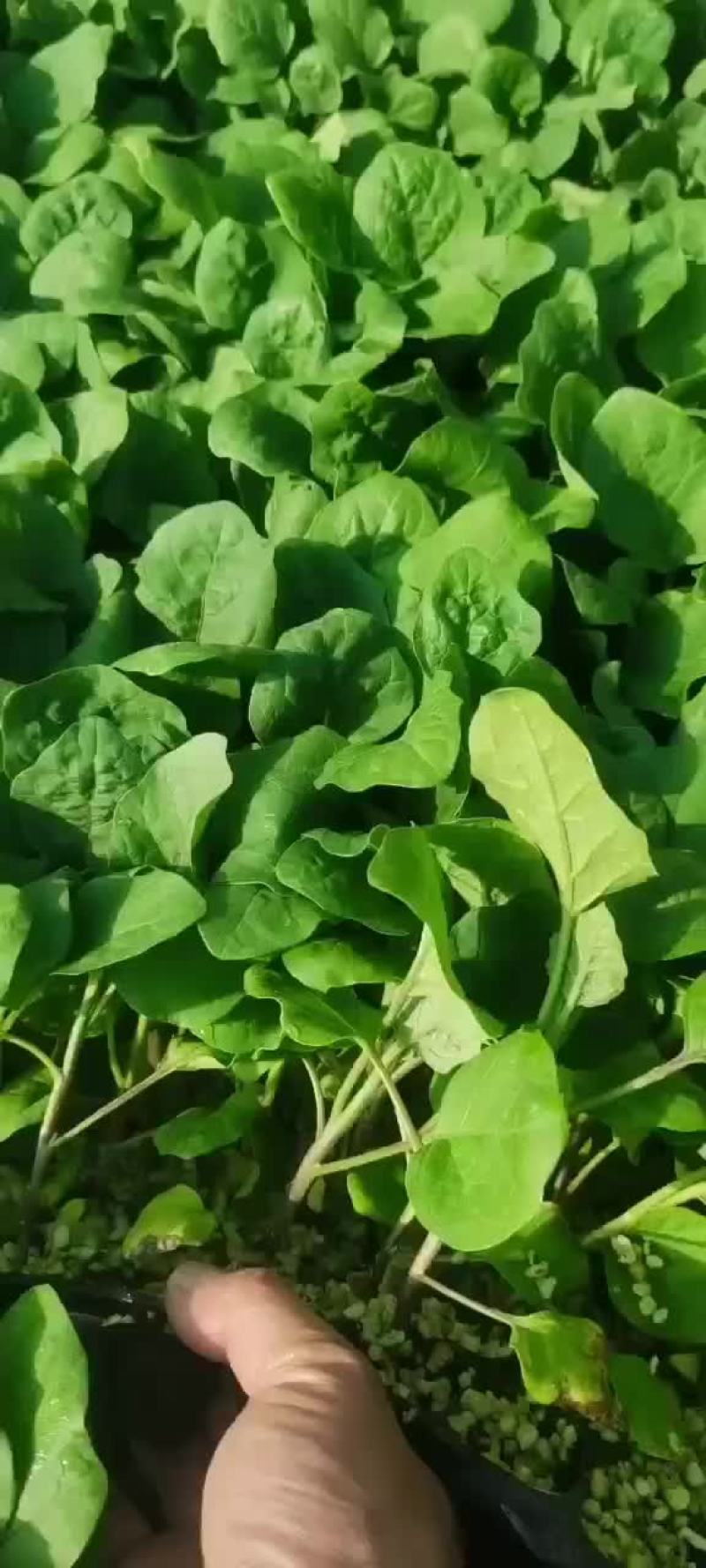常年供应茄子苗