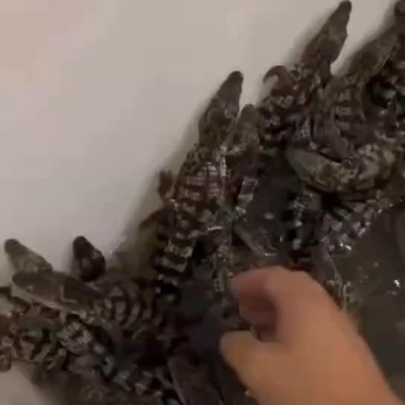 人工养殖鳄鱼苗