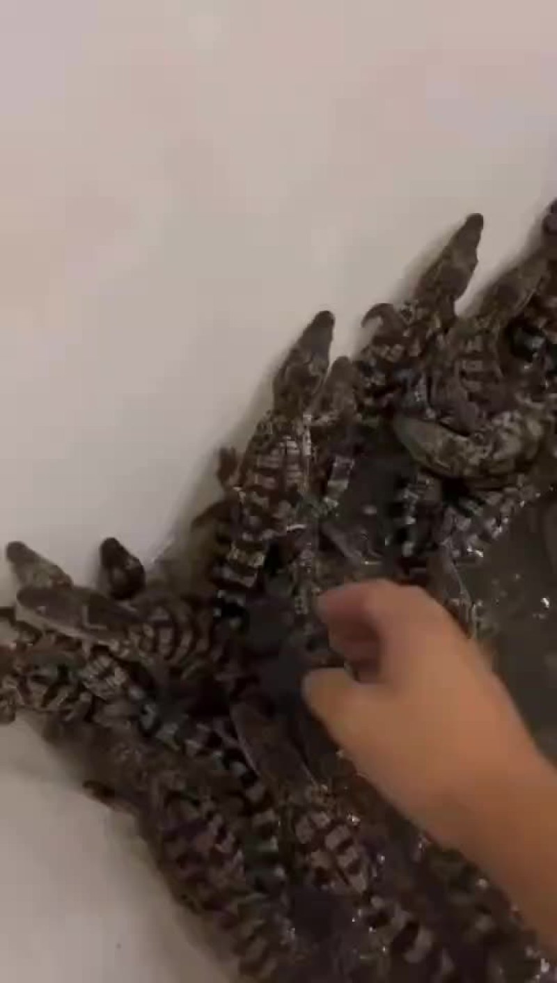 人工养殖鳄鱼苗