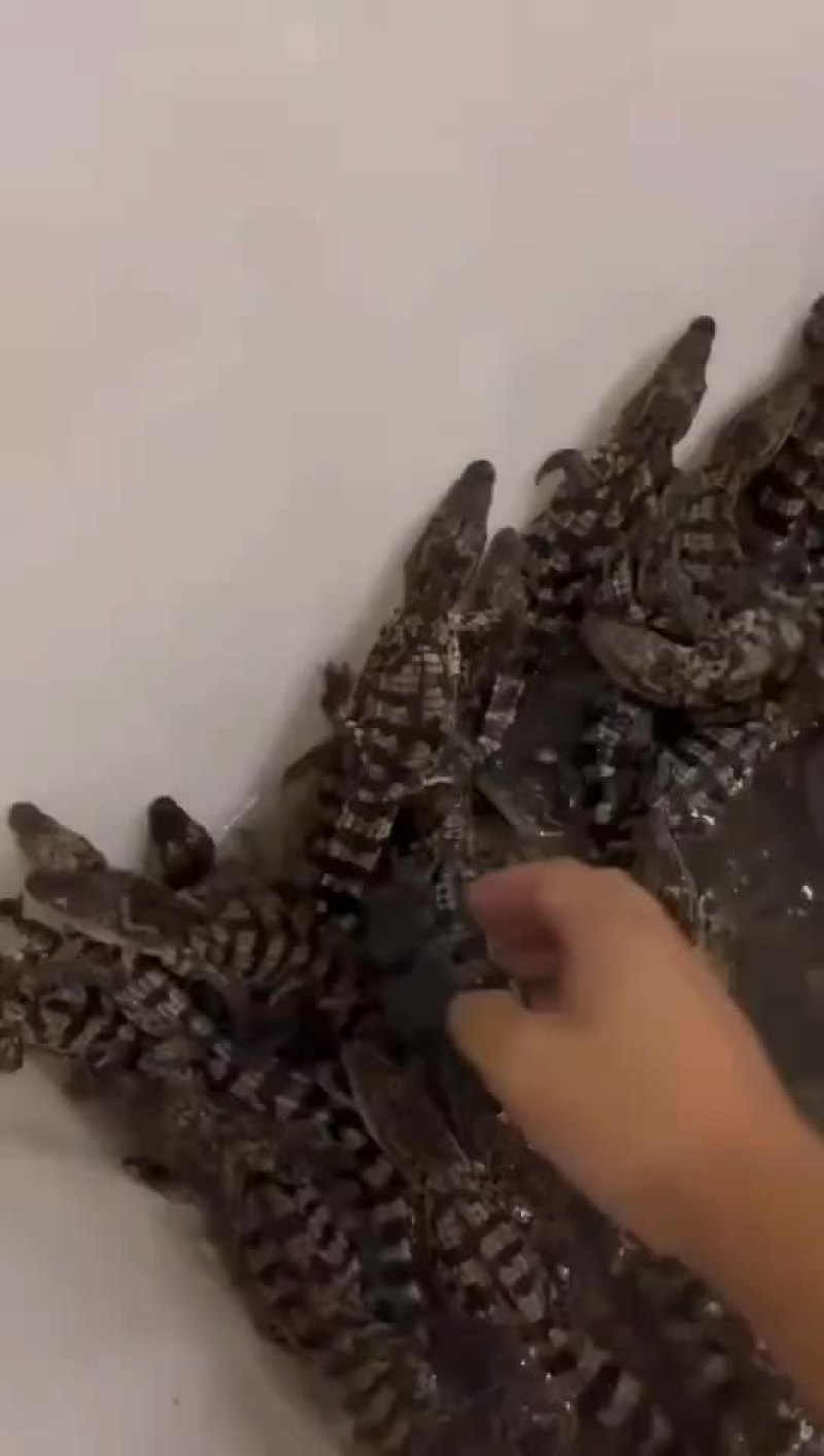 人工养殖鳄鱼苗