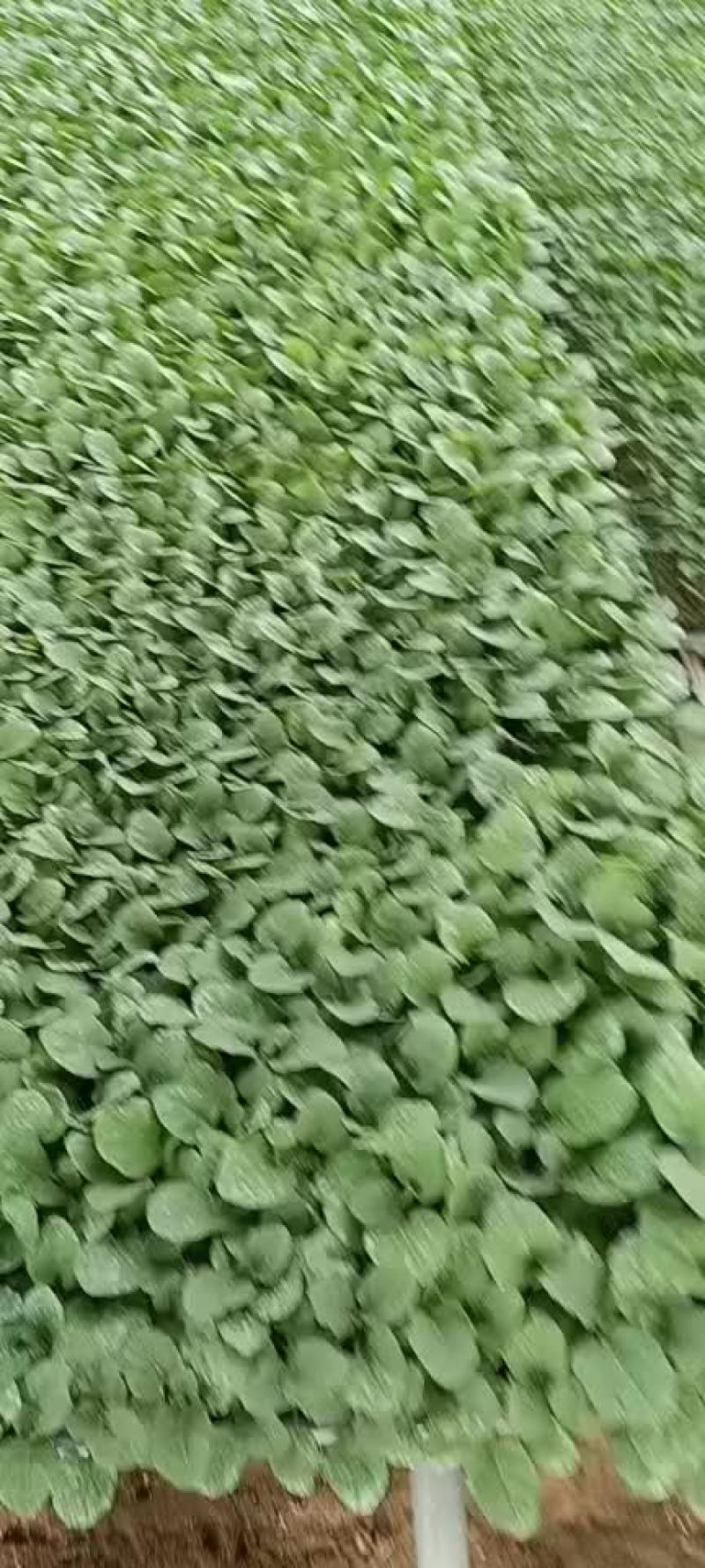 常年供应茄子苗