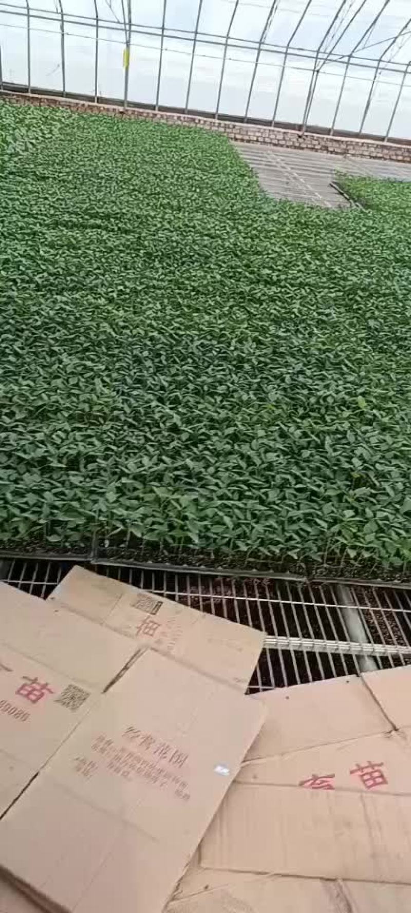 常年供应茄子苗