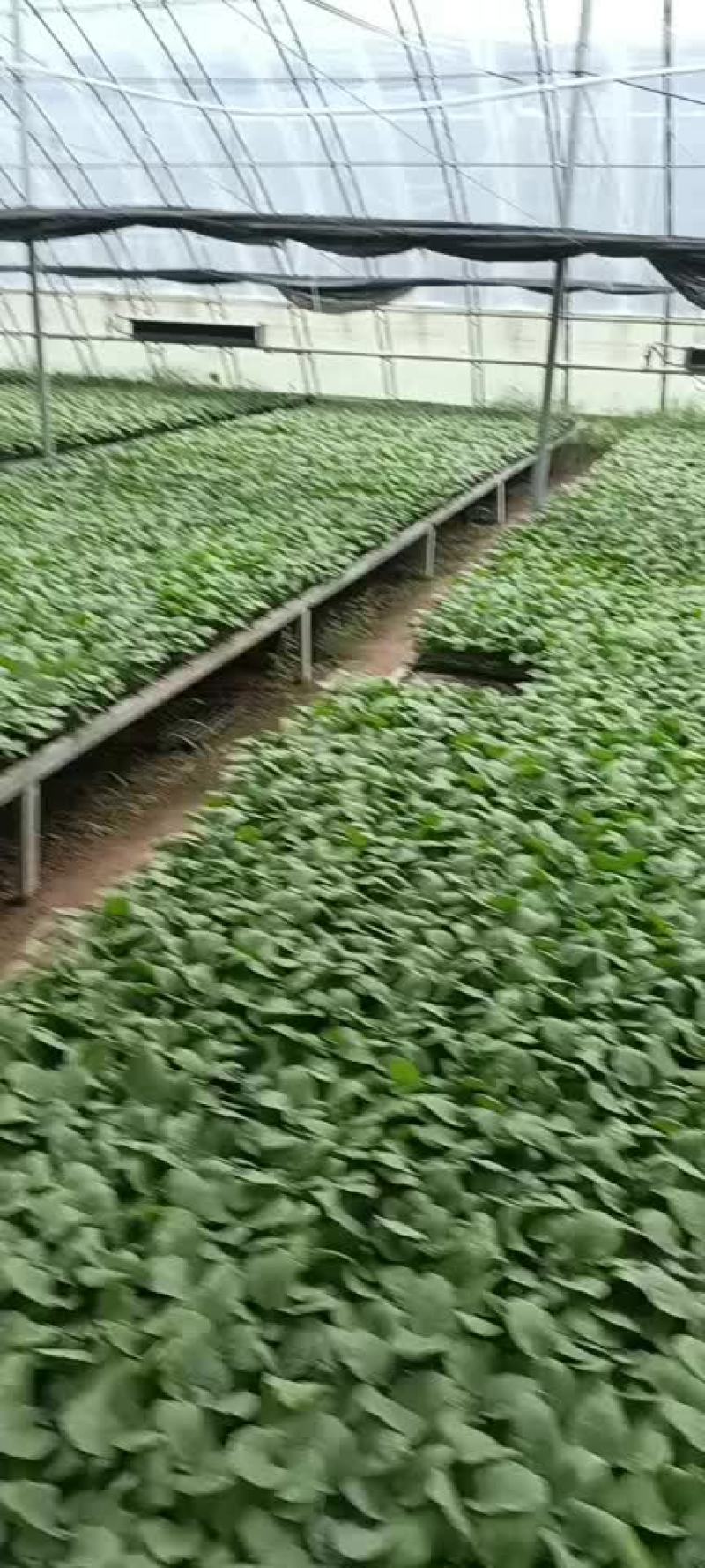 常年供应茄子苗