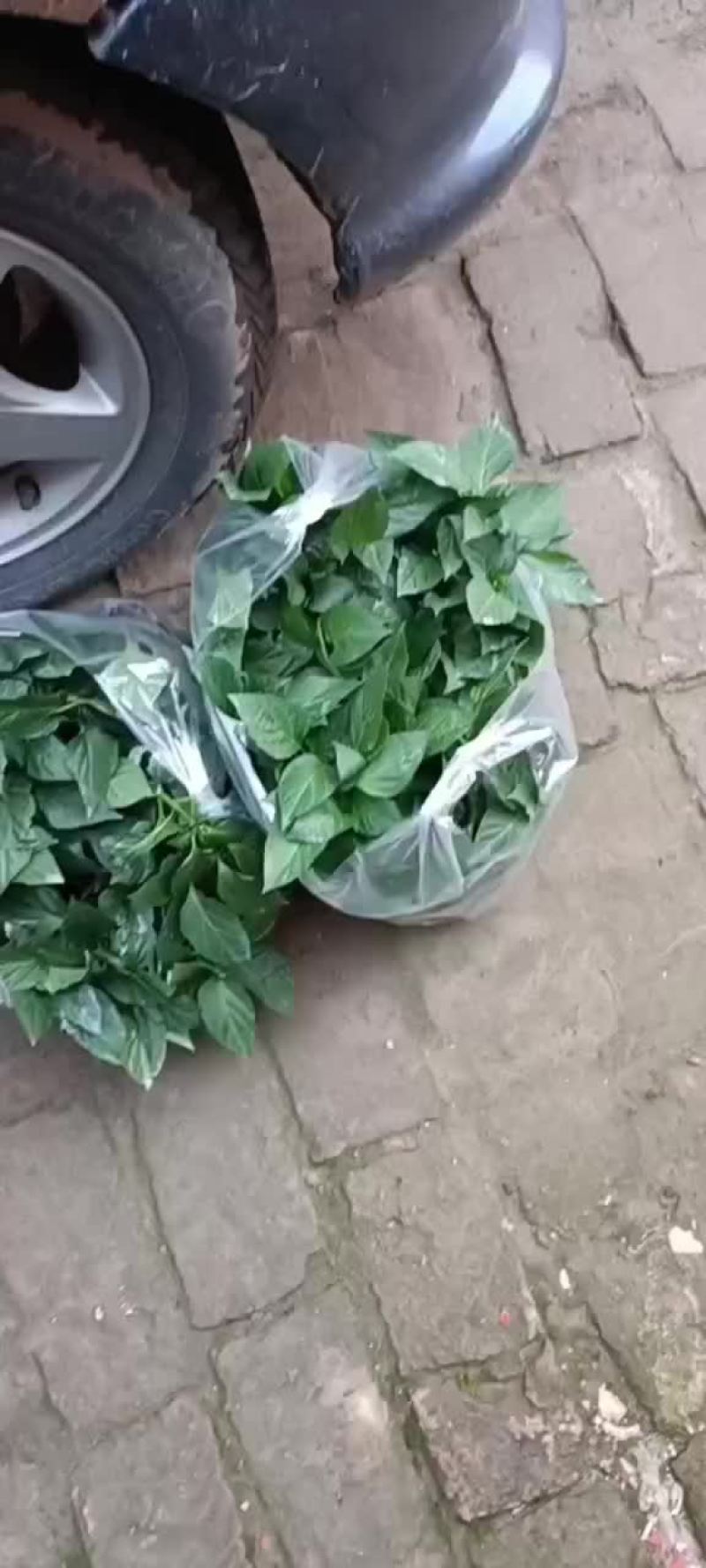 常年供应茄子苗