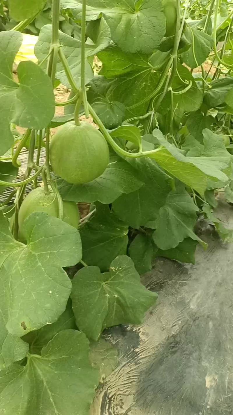 绿宝