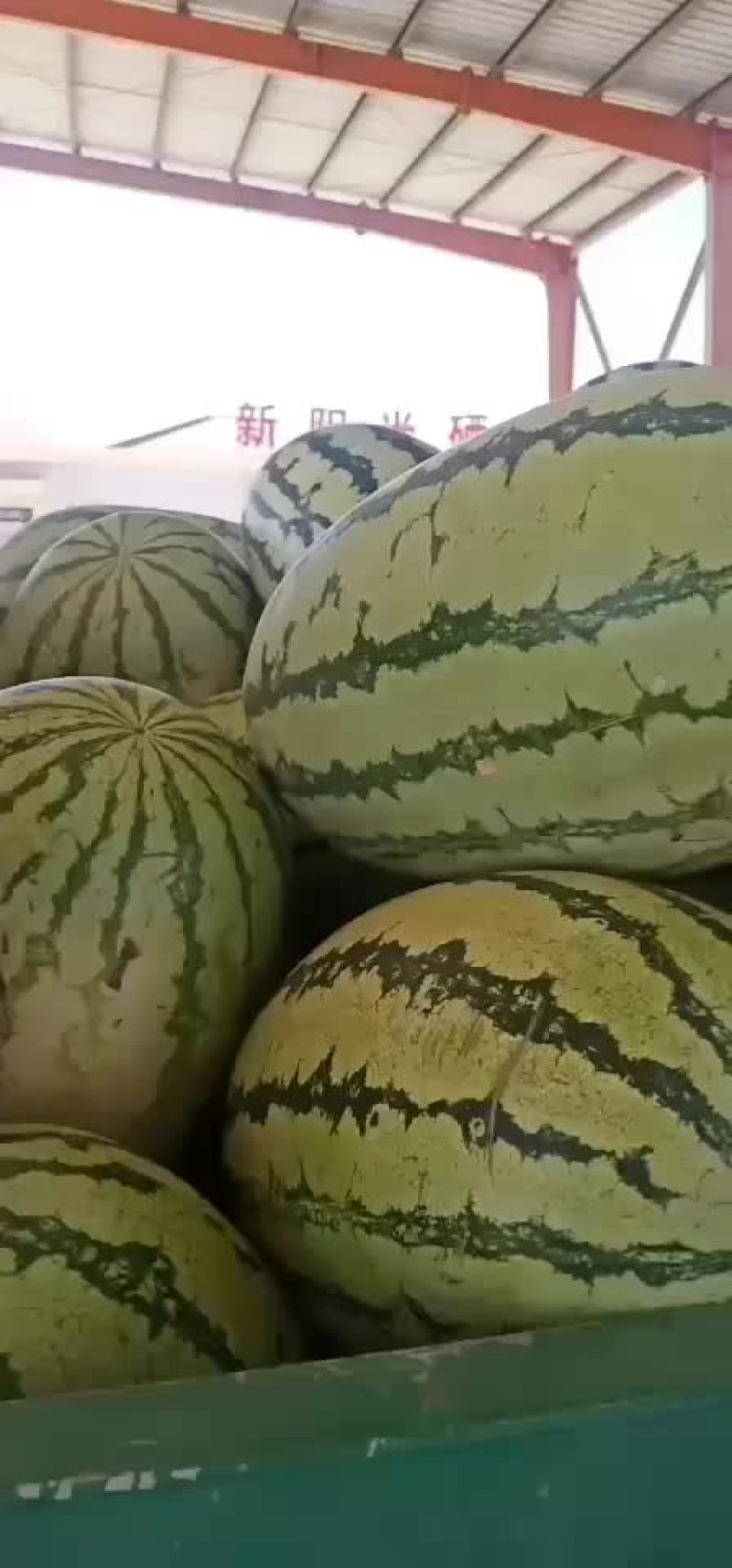 宁夏晒砂瓜