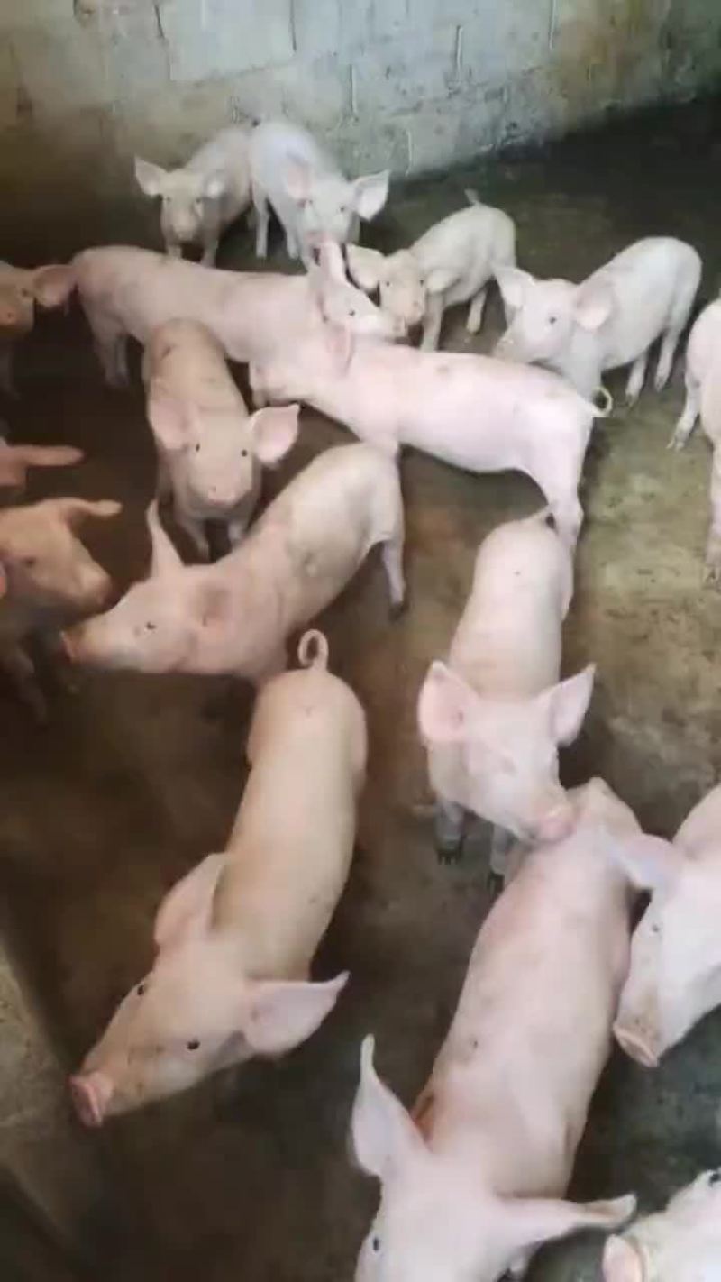 小猪仔