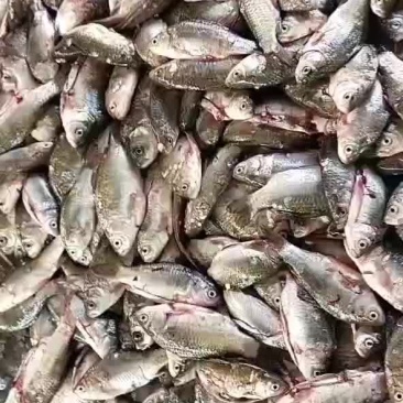 小鲫鱼