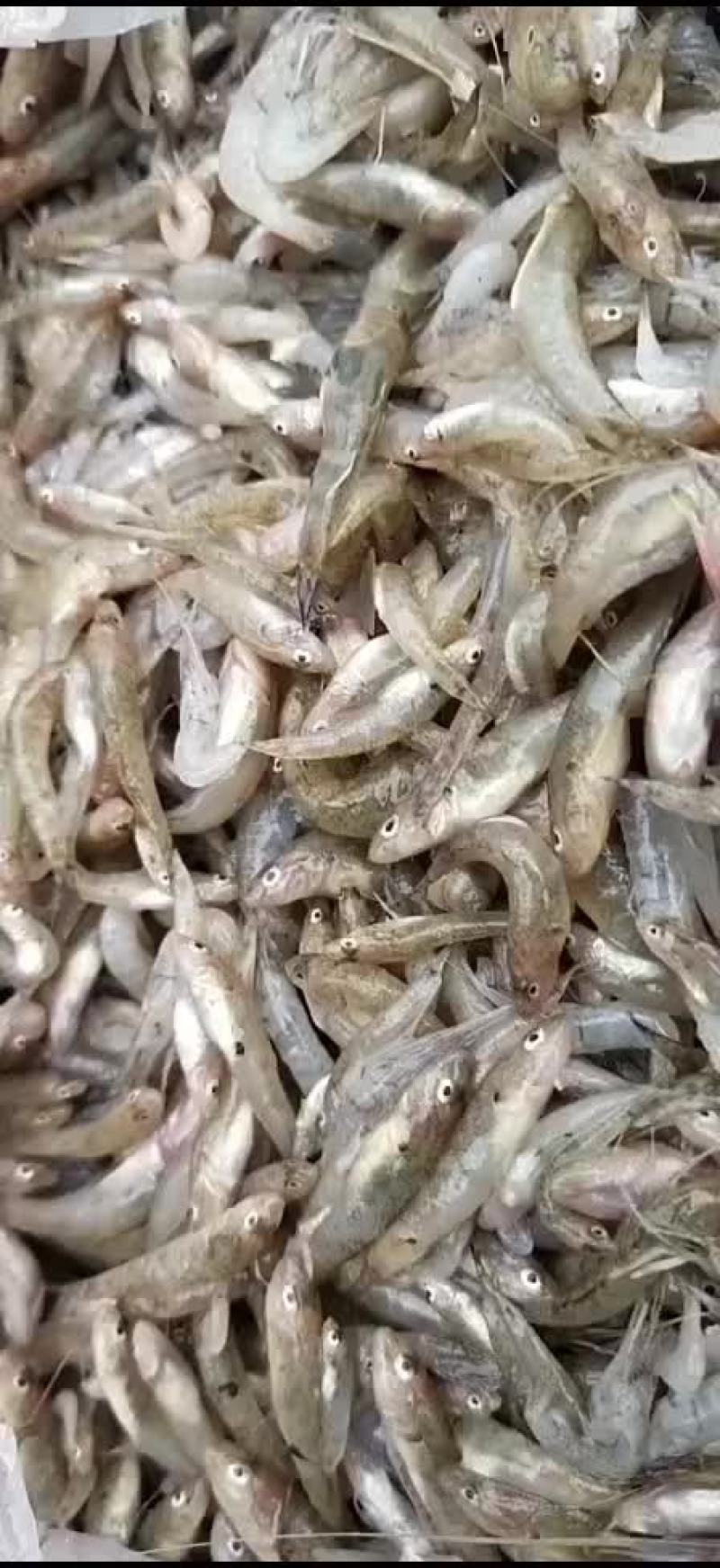 小鲫鱼