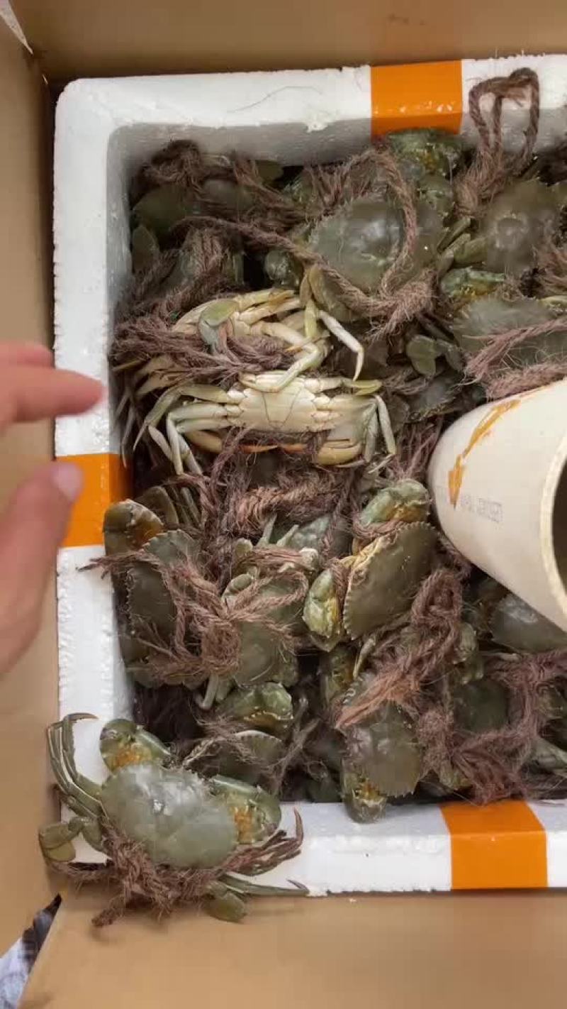 青蟹海南本地蟹支持全国发货包空运