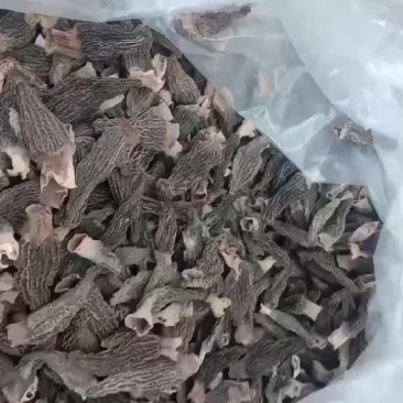 大量批发羊肚菌干货