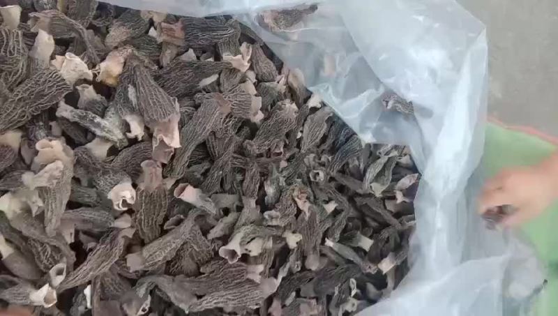 大量批发羊肚菌干货