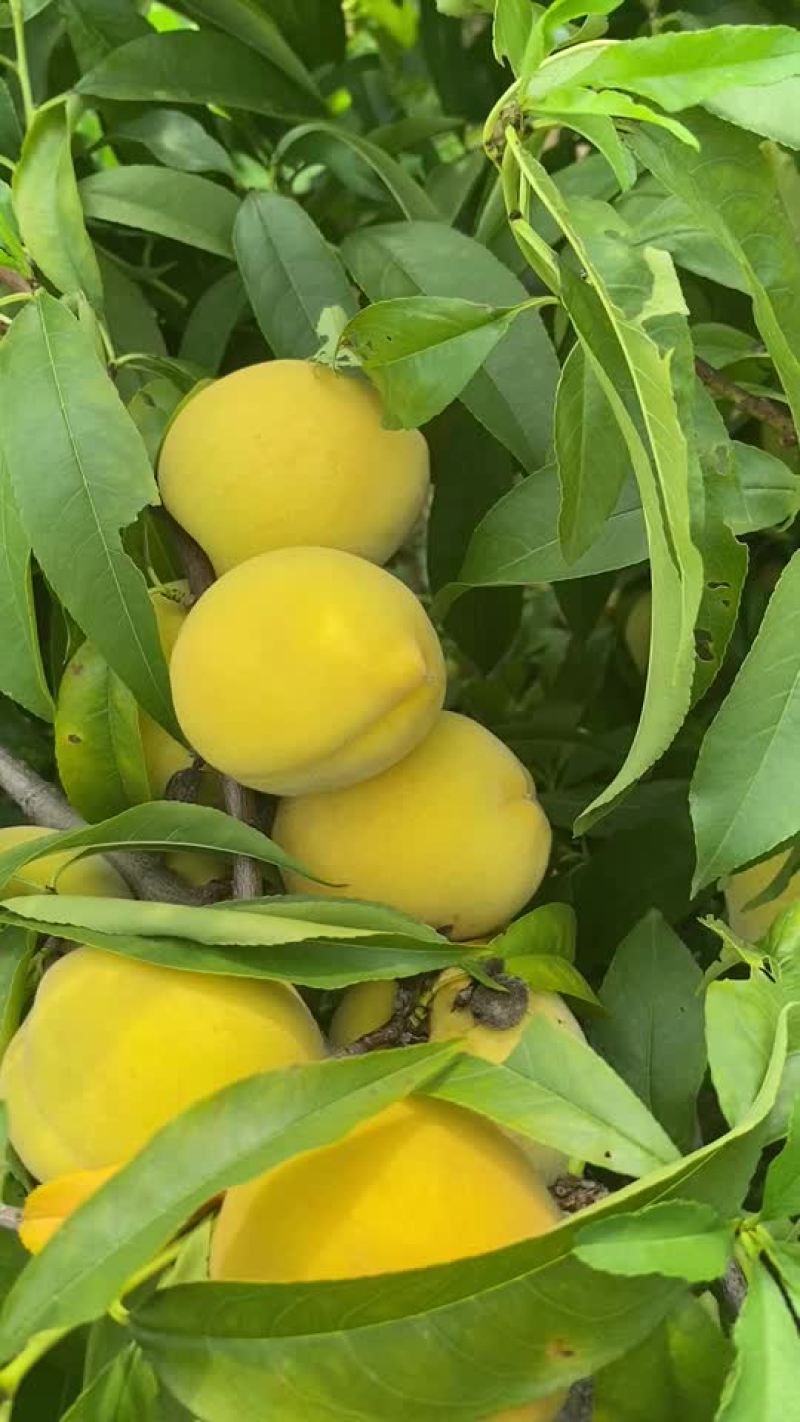 黄桃熟了，坐标山东菏泽曹县，有老板过来收吗