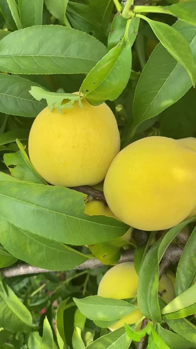 黄桃熟了，坐标山东菏泽曹县，有老板过来收吗