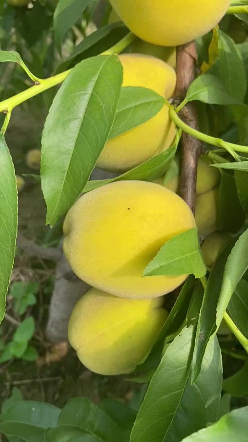 黄桃熟了，坐标山东菏泽曹县，有老板过来收吗