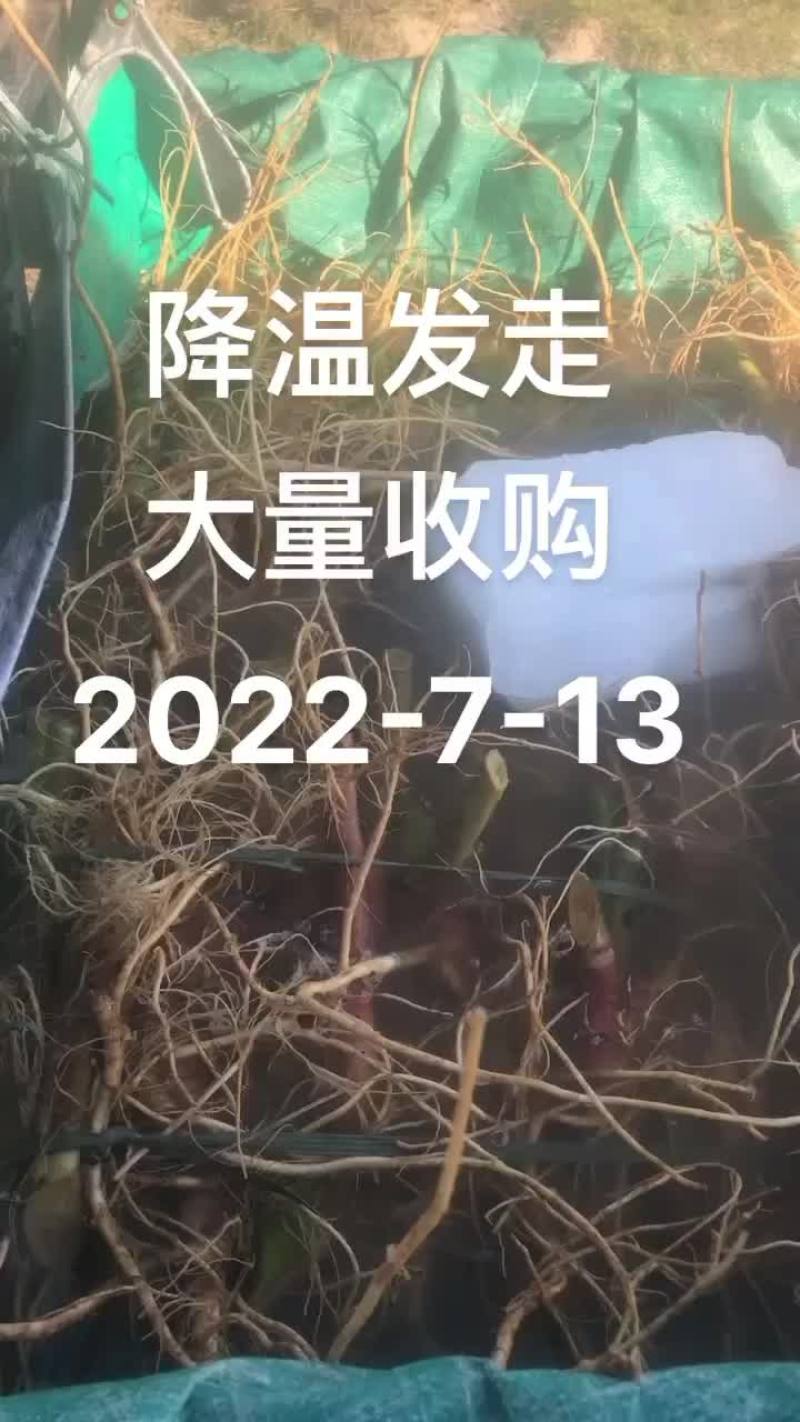 靓刺苋大量有货，需要的老板可以滴滴我