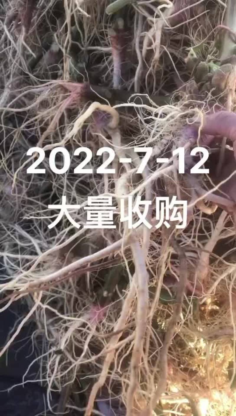 靓刺苋大量有货，需要的老板可以滴滴我