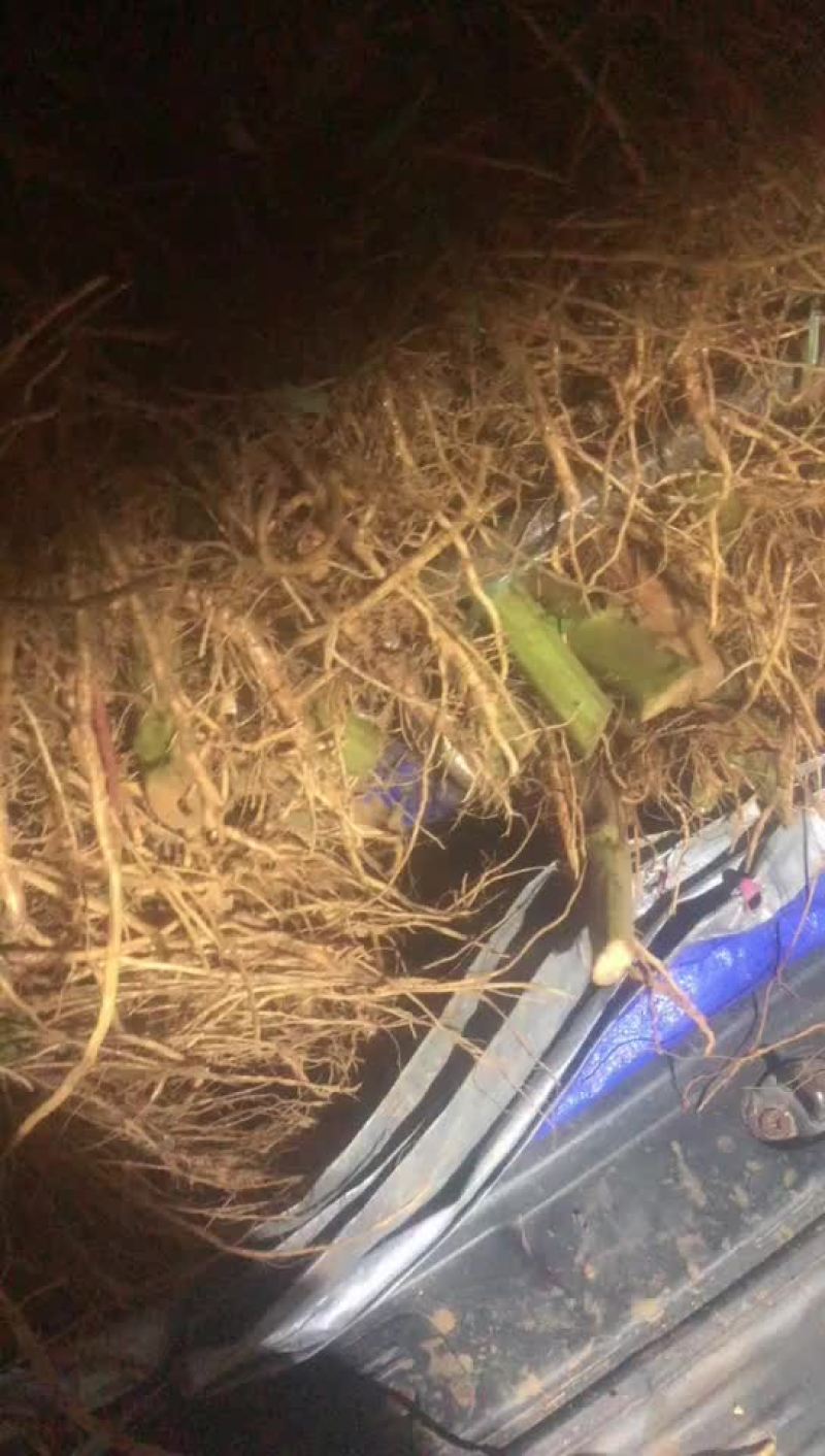 靓刺苋大量有货，需要的老板可以滴滴我