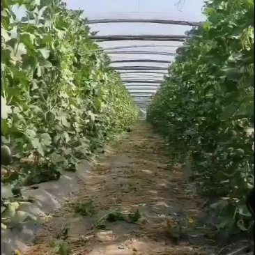 精品哈蜜瓜，脆甜多汁，货优价廉，贷源不多，购者从速