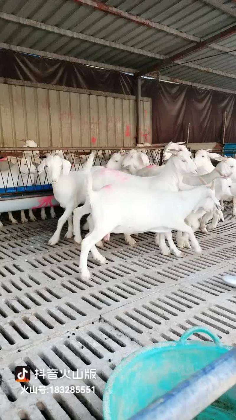 波尔山羊美国白山羊