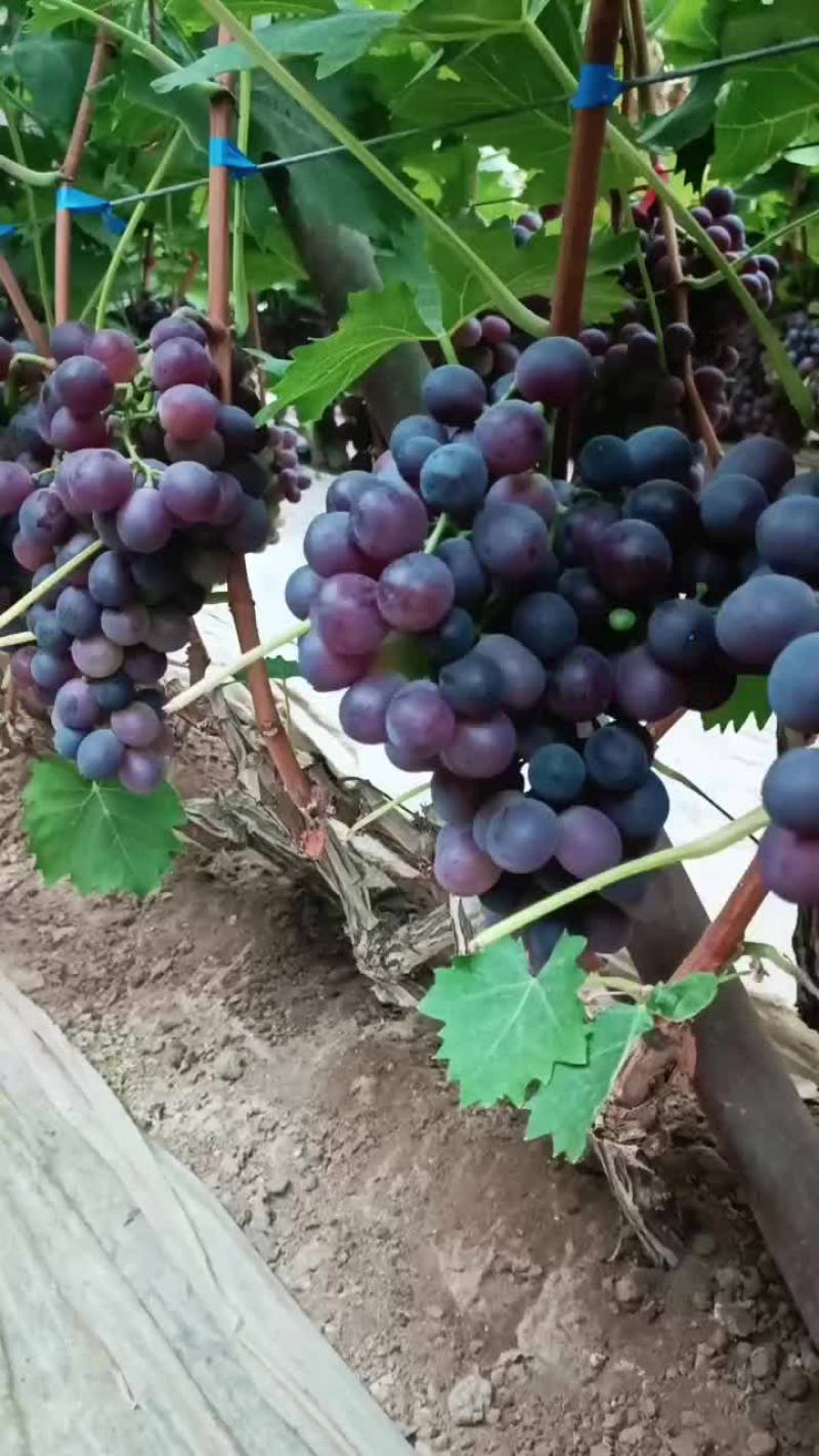 葡萄自家种的玫瑰香安丘