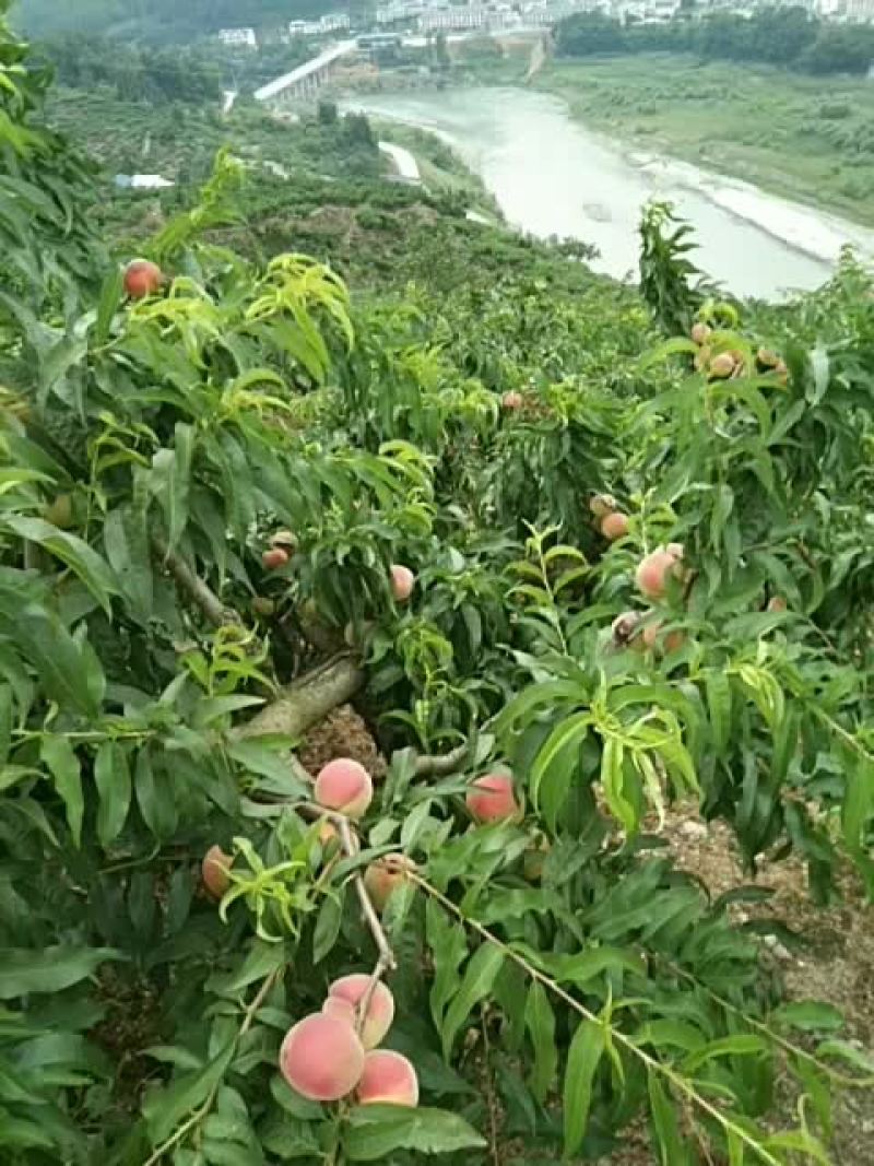皮球桃