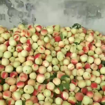 皮球桃