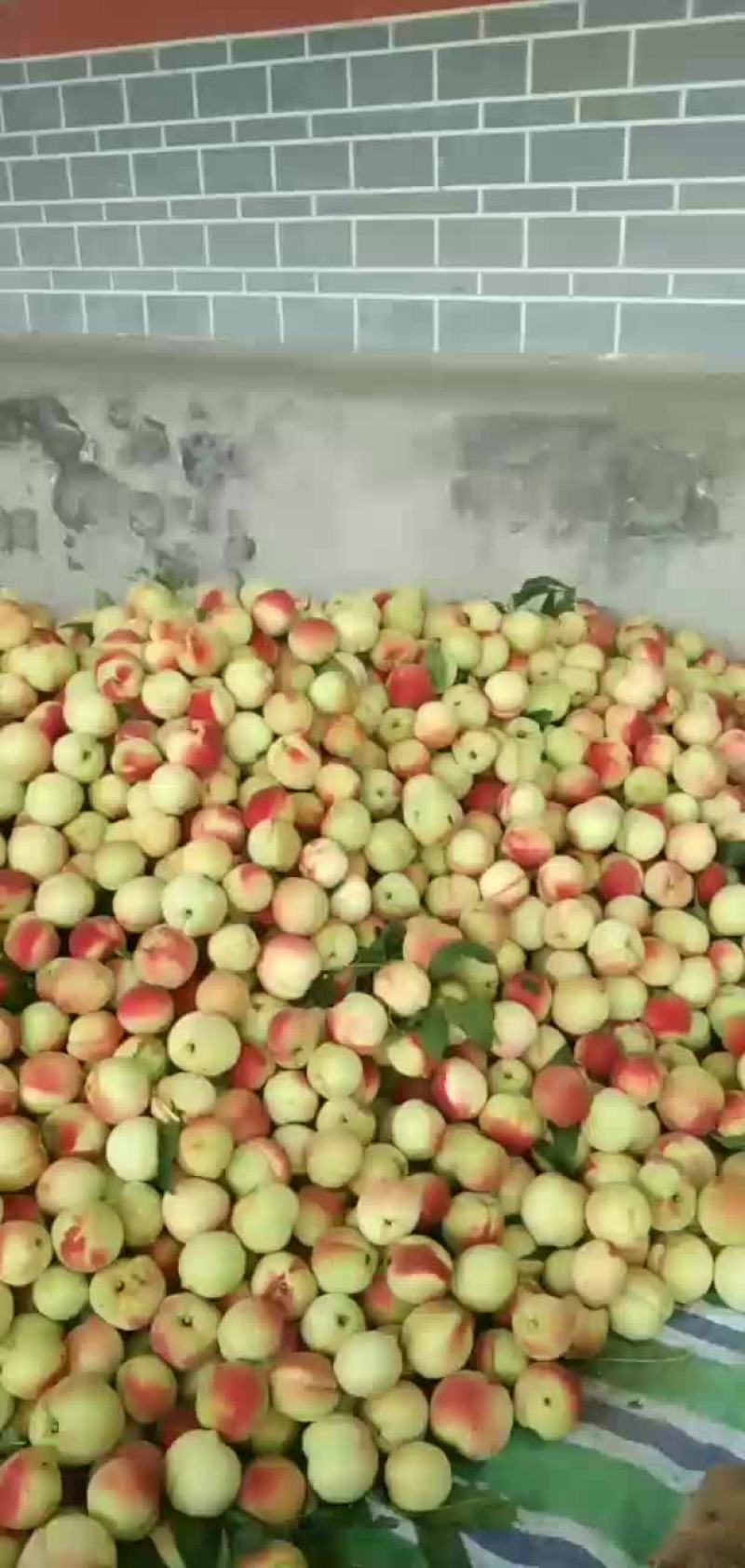皮球桃