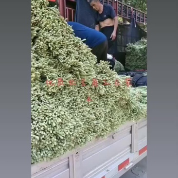 优质长豆角，