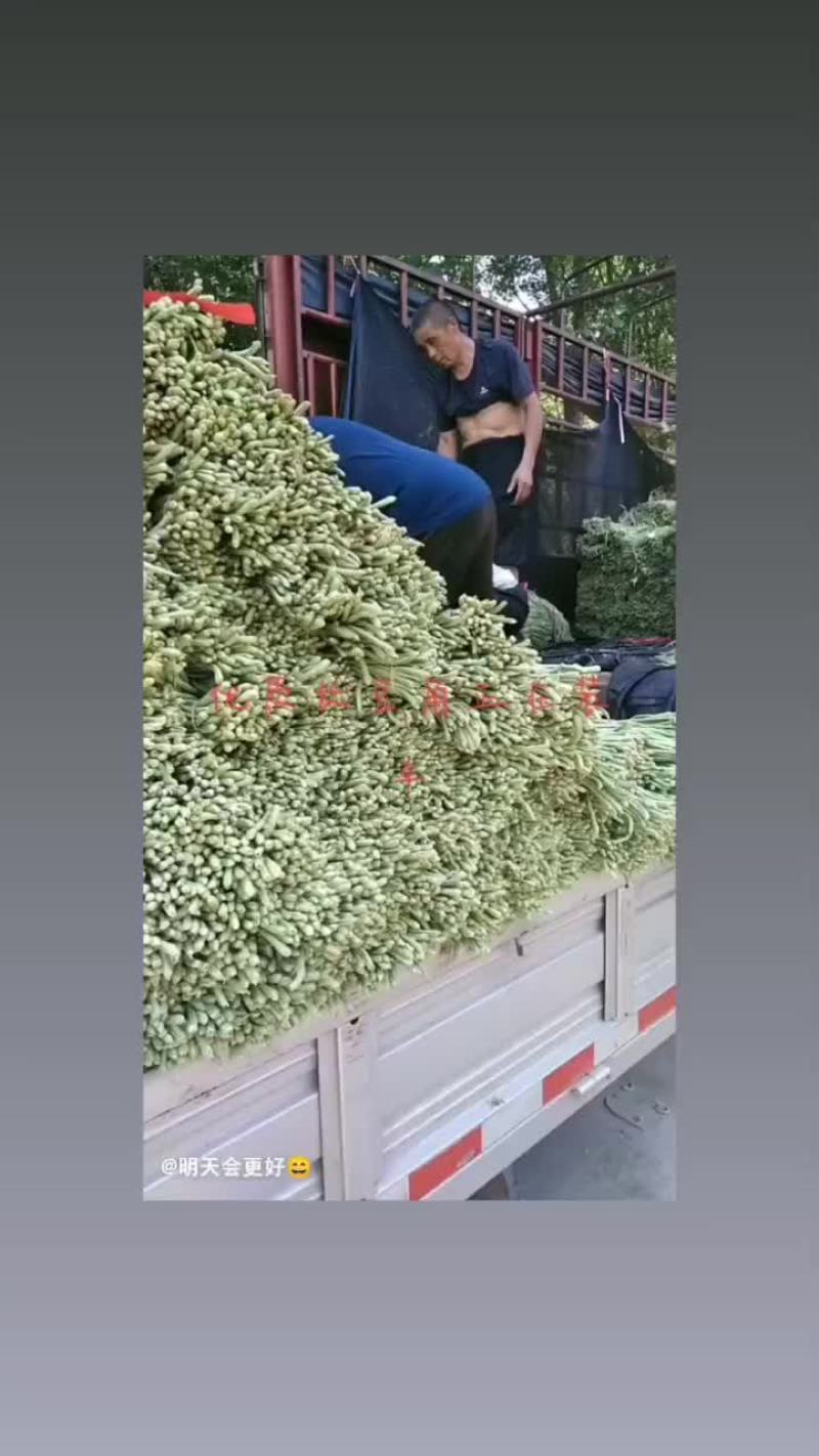 优质长豆角，
