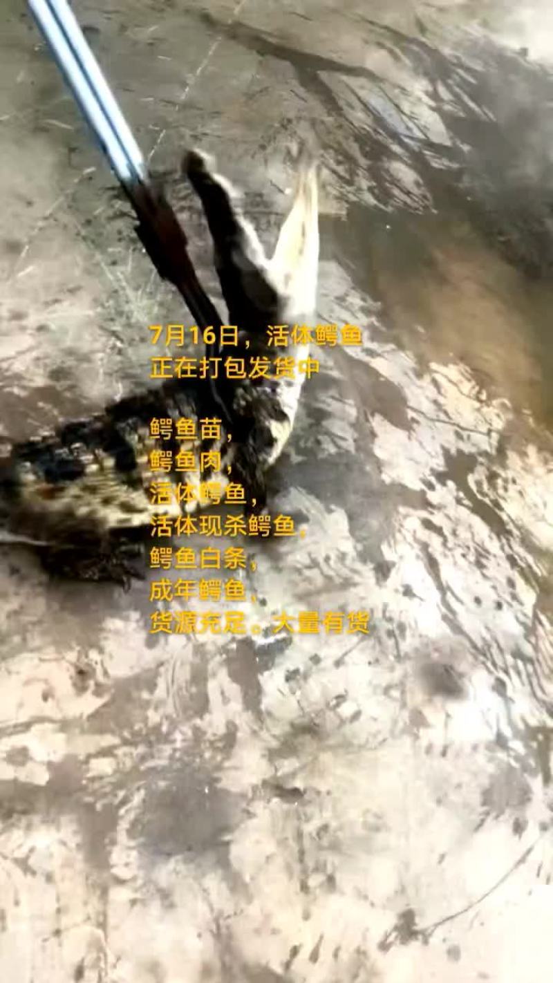 鸵鸟
