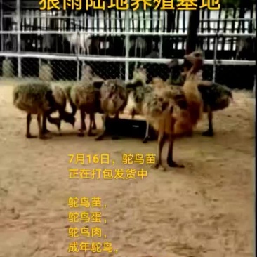 鸵鸟蛋