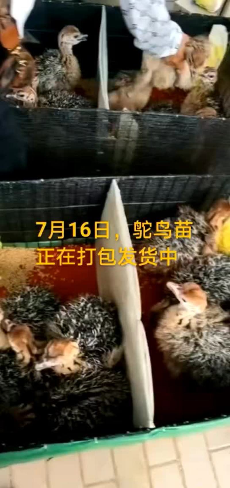 鸵鸟蛋