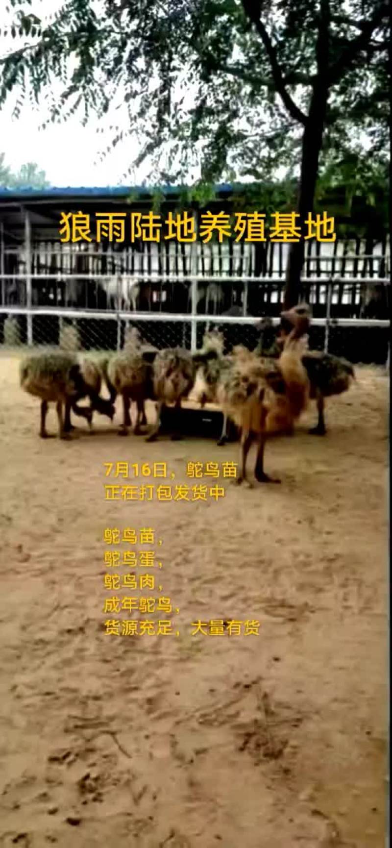 鸵鸟蛋