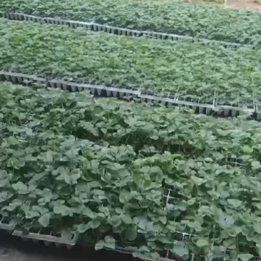 穴盘草莓苗