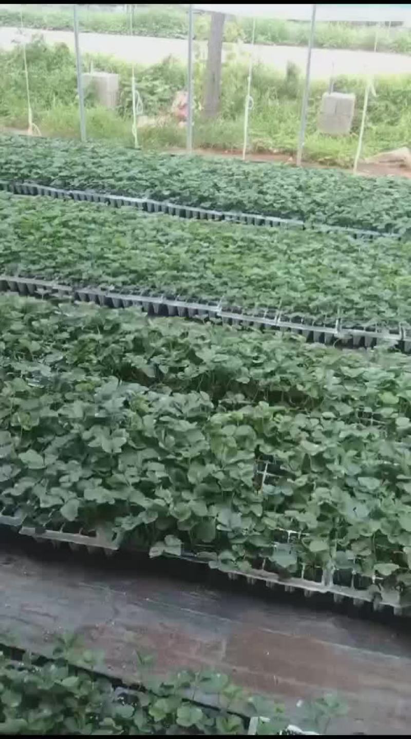 穴盘草莓苗