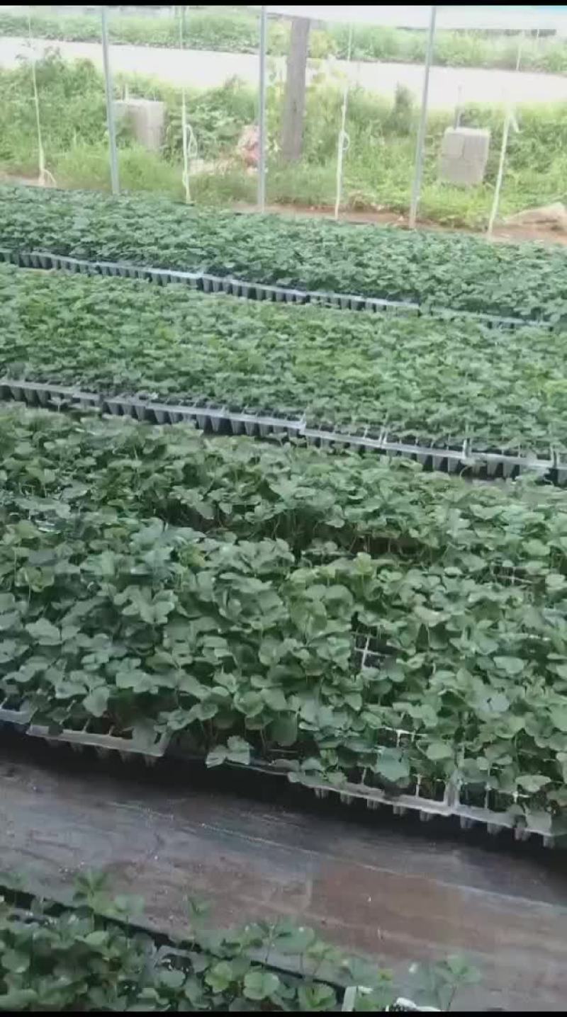 穴盘草莓苗