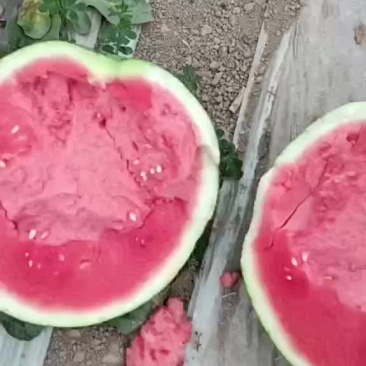 美都西瓜