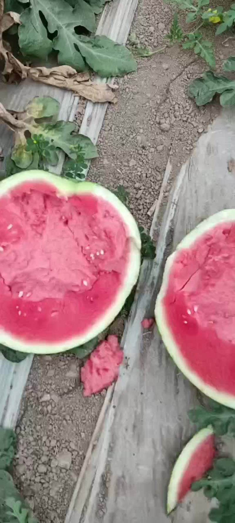 美都西瓜