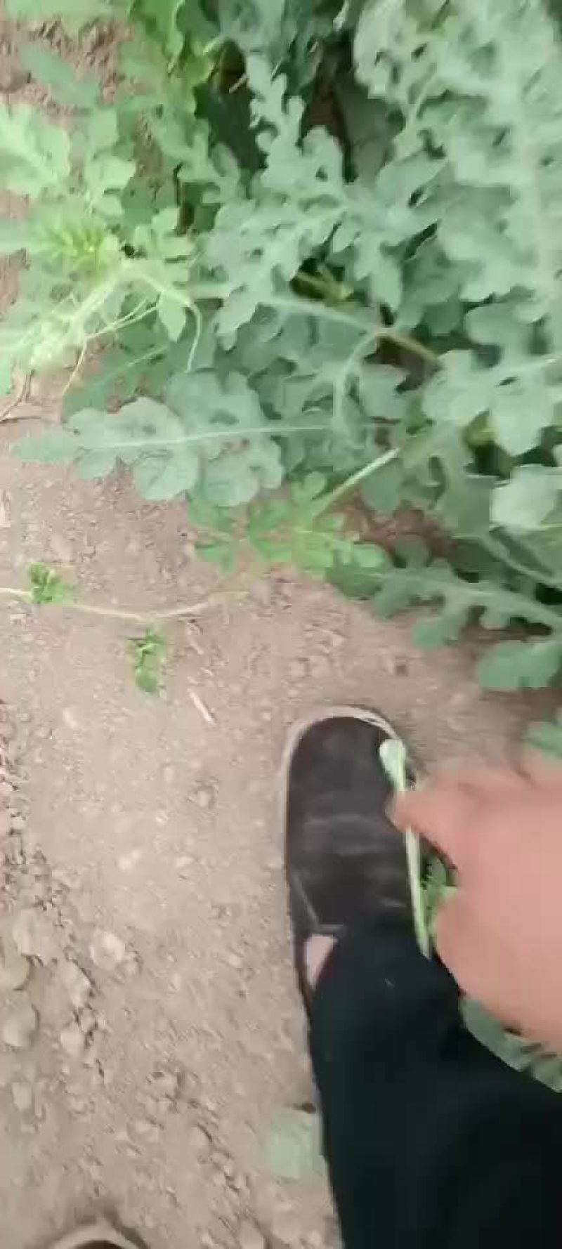 美都西瓜
