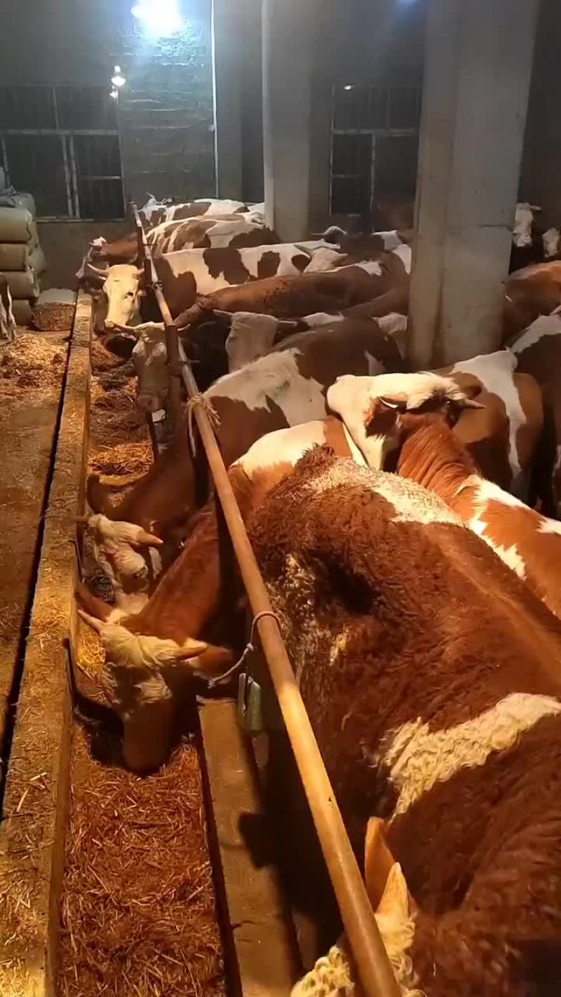 西门塔耳牛