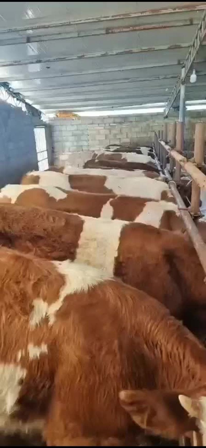 西门塔耳牛