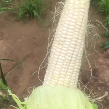 糯玉米