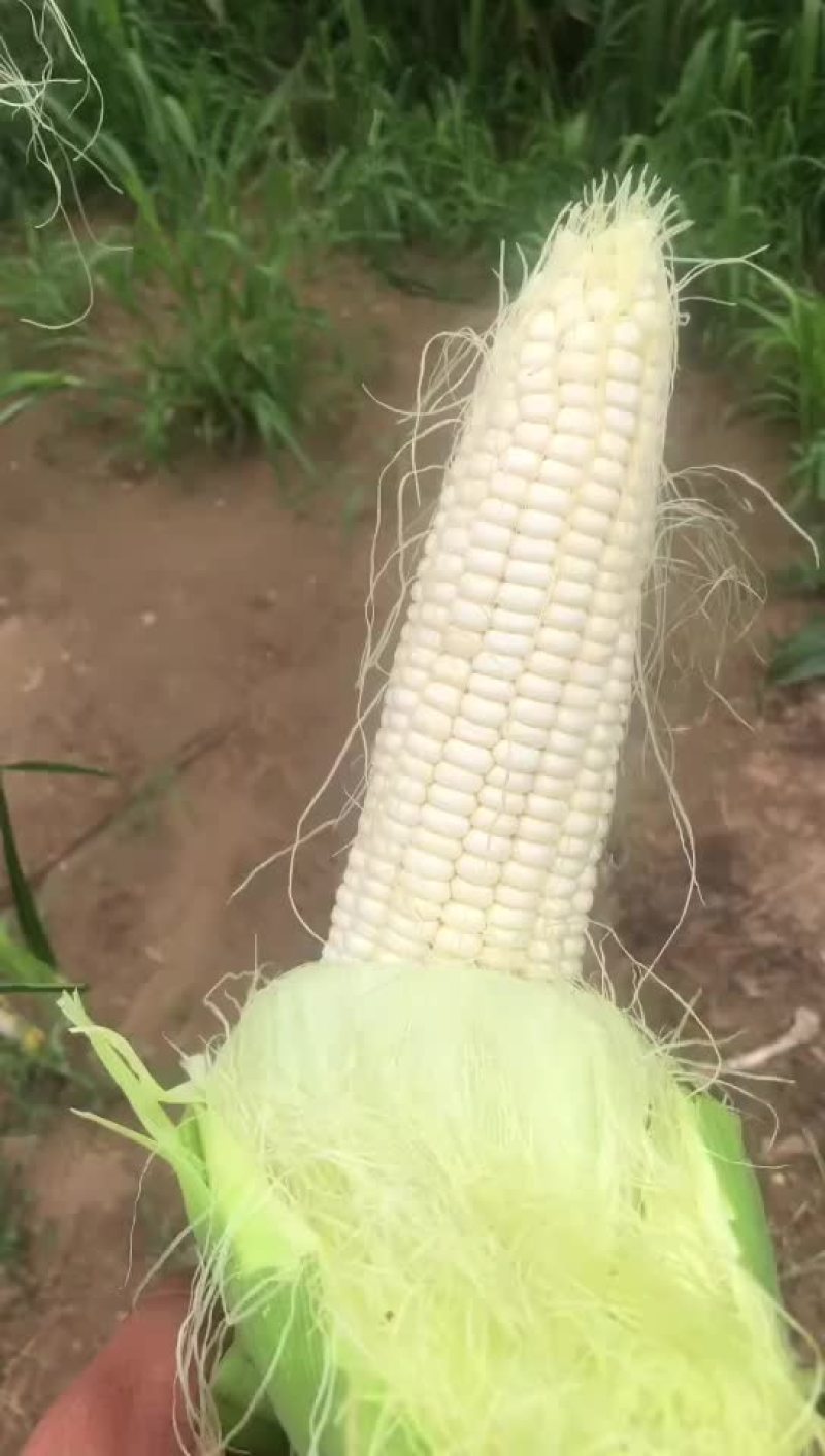 糯玉米