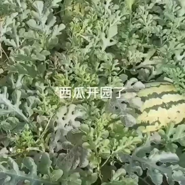 西瓜开园了