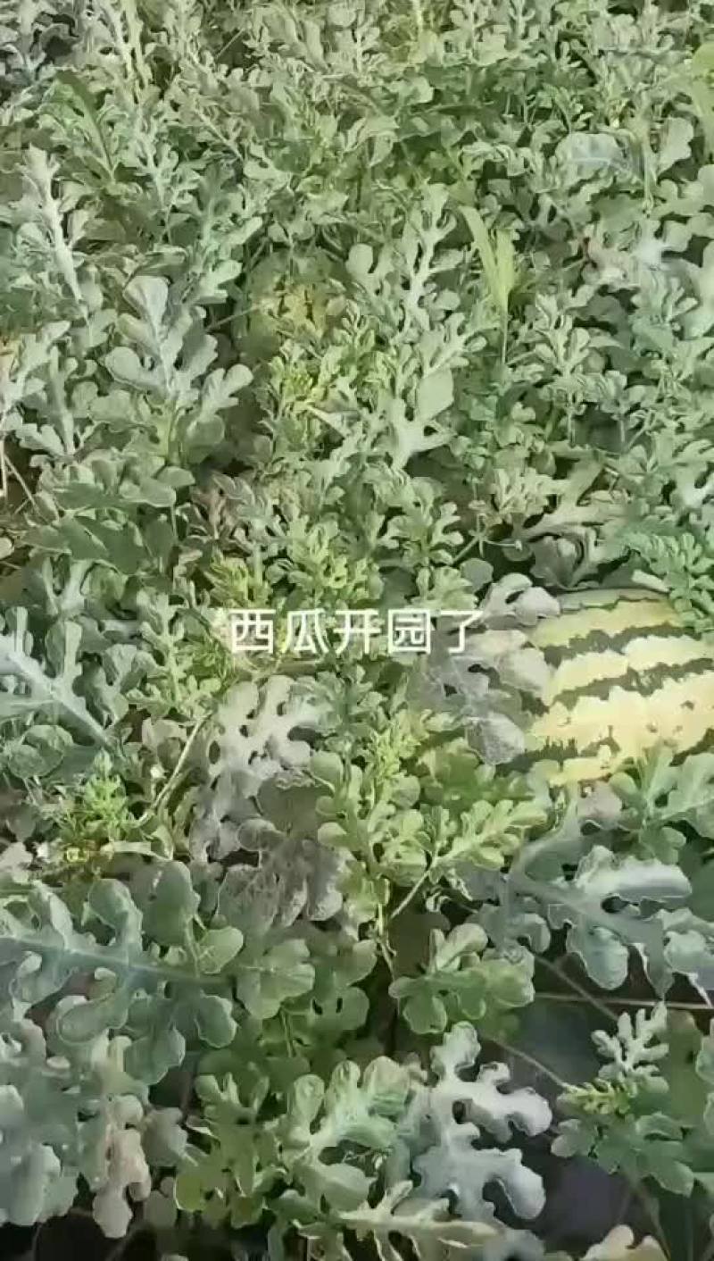 西瓜开园了