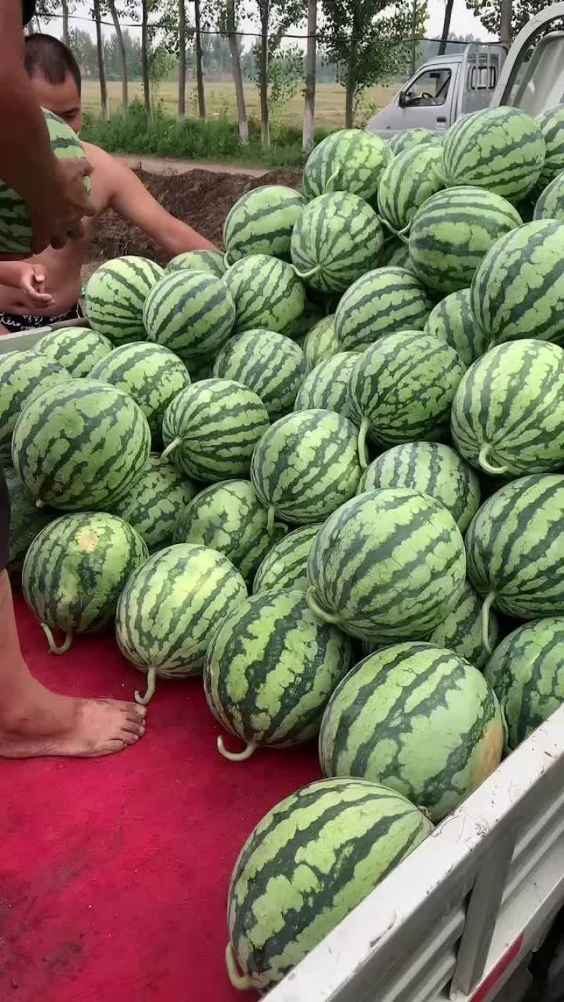 美都二茬瓜